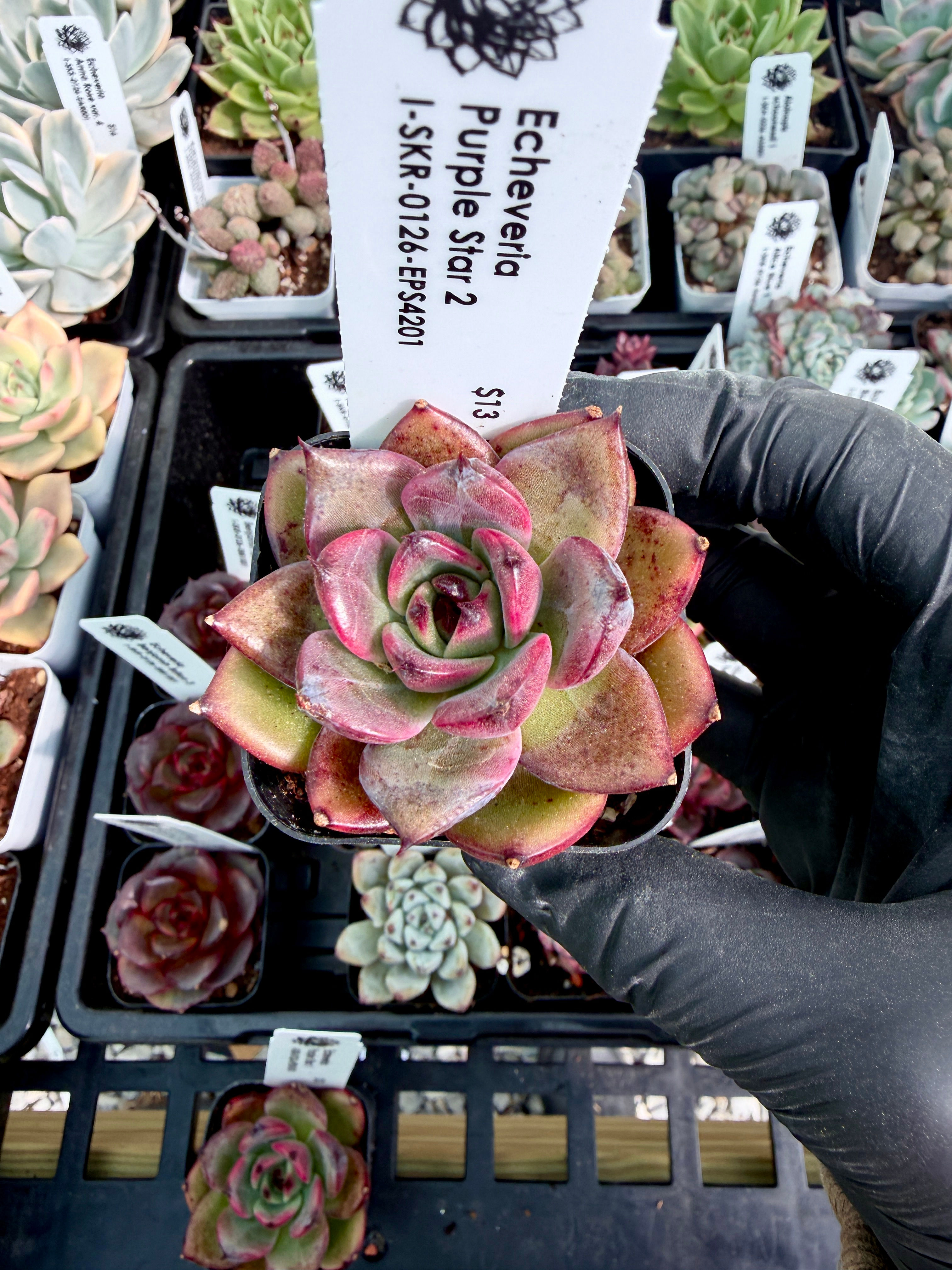 Echeveria Purple Star 2