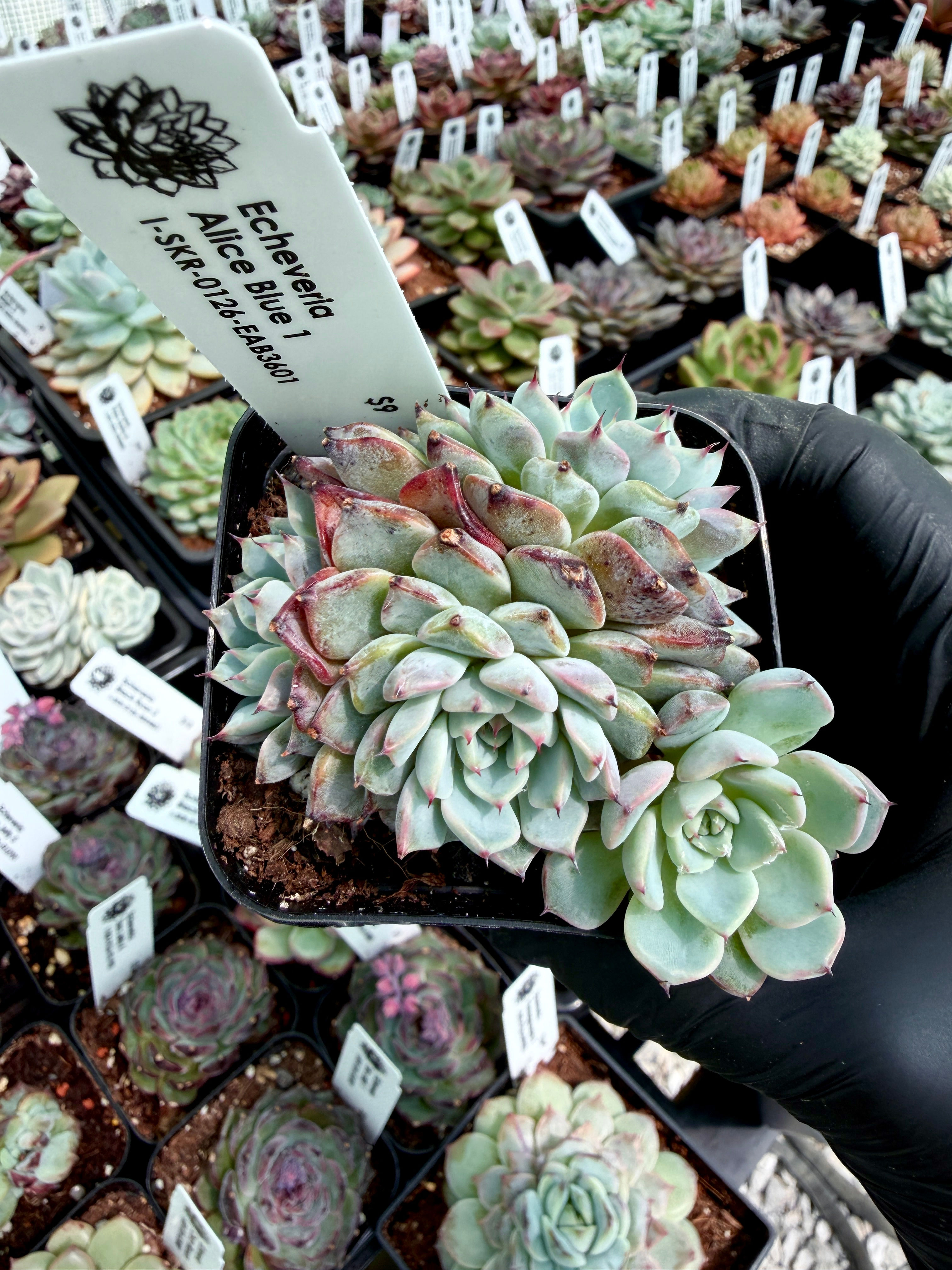 Echeveria Alice Blue 1