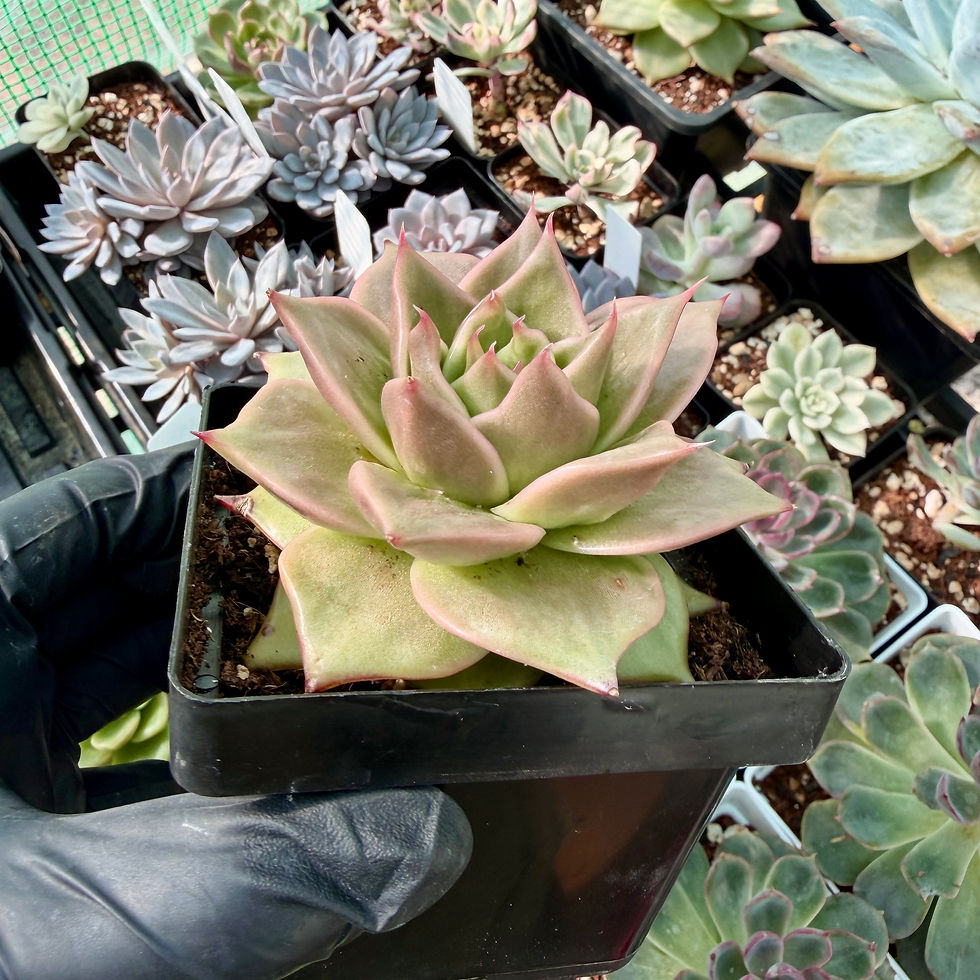 Thumbnail: Echeveria Jade Star Gold Variegated 4