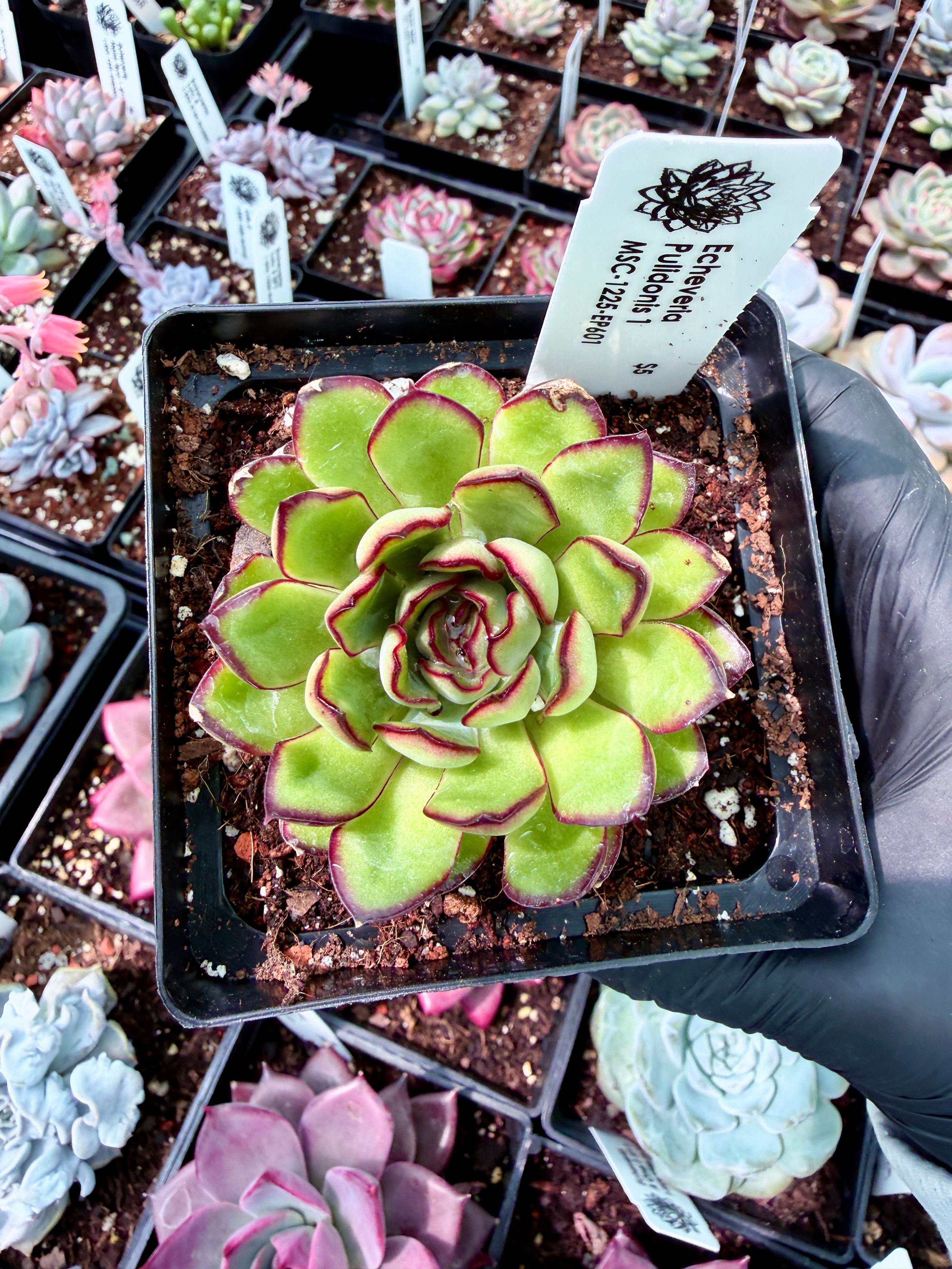 Echeveria Pulidonis 1