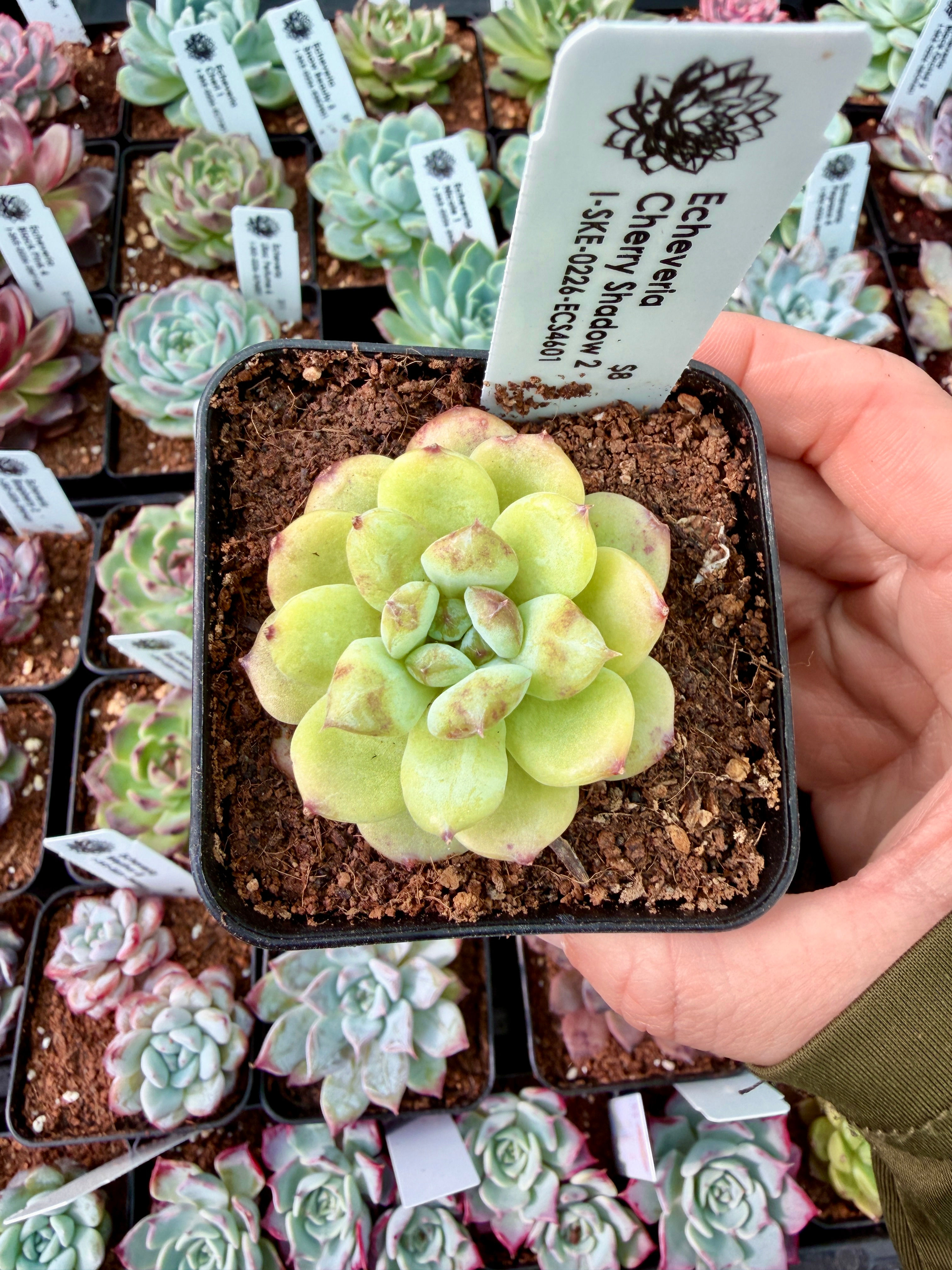 Echeveria Cherry Shadow 2 (4601)