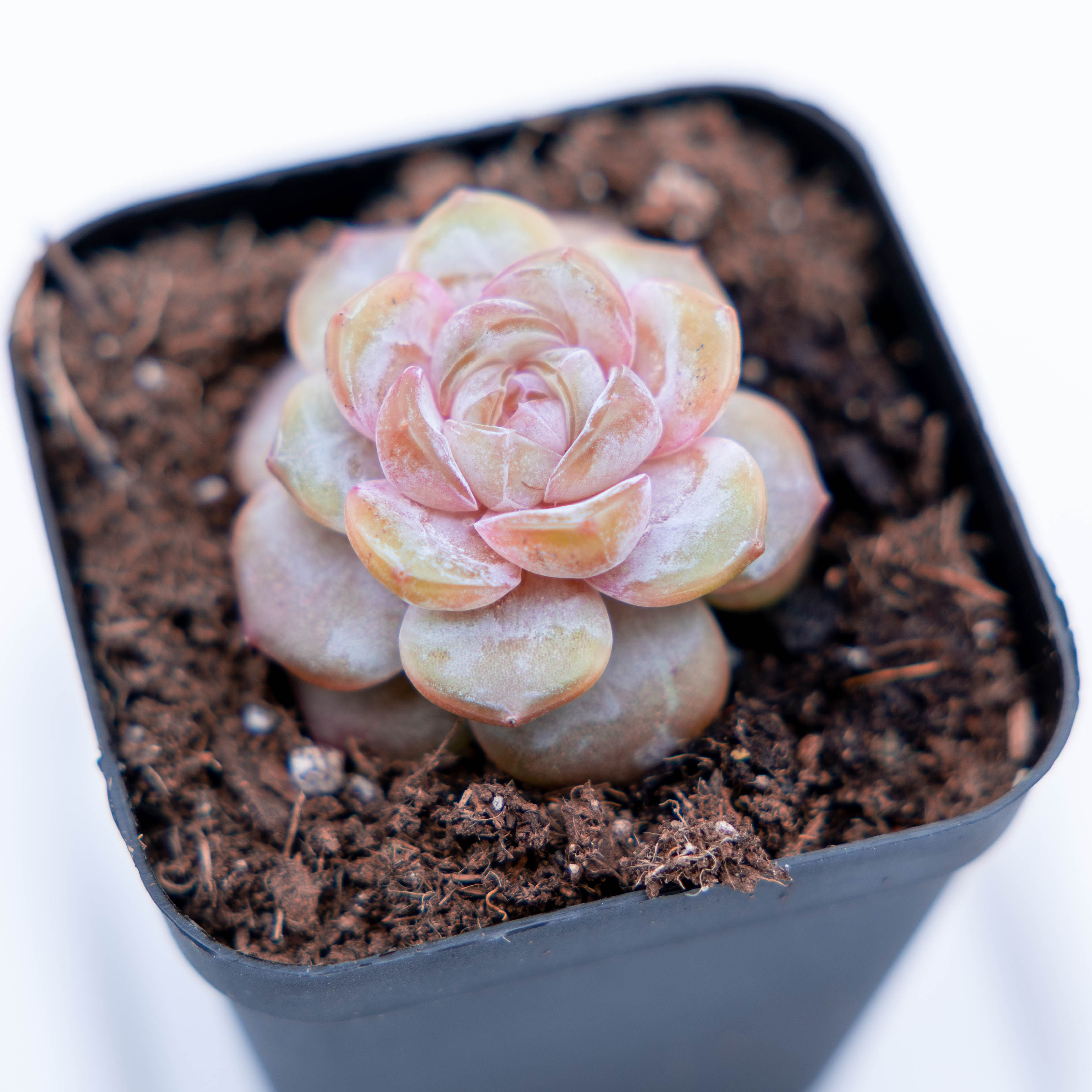 Echeveria Purple Dance - ID#: 046