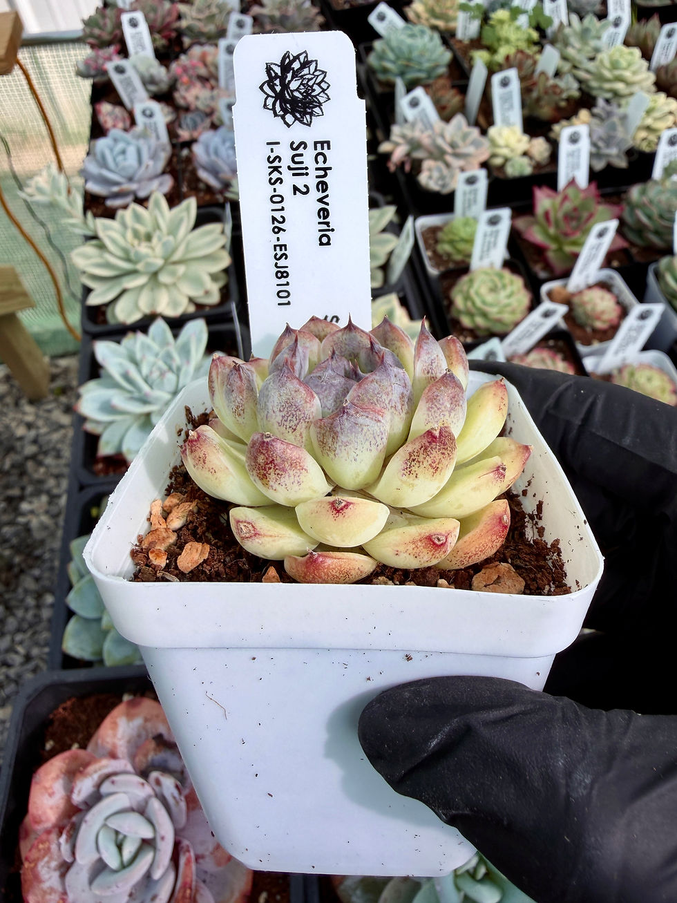 Thumbnail: Echeveria Suji 2