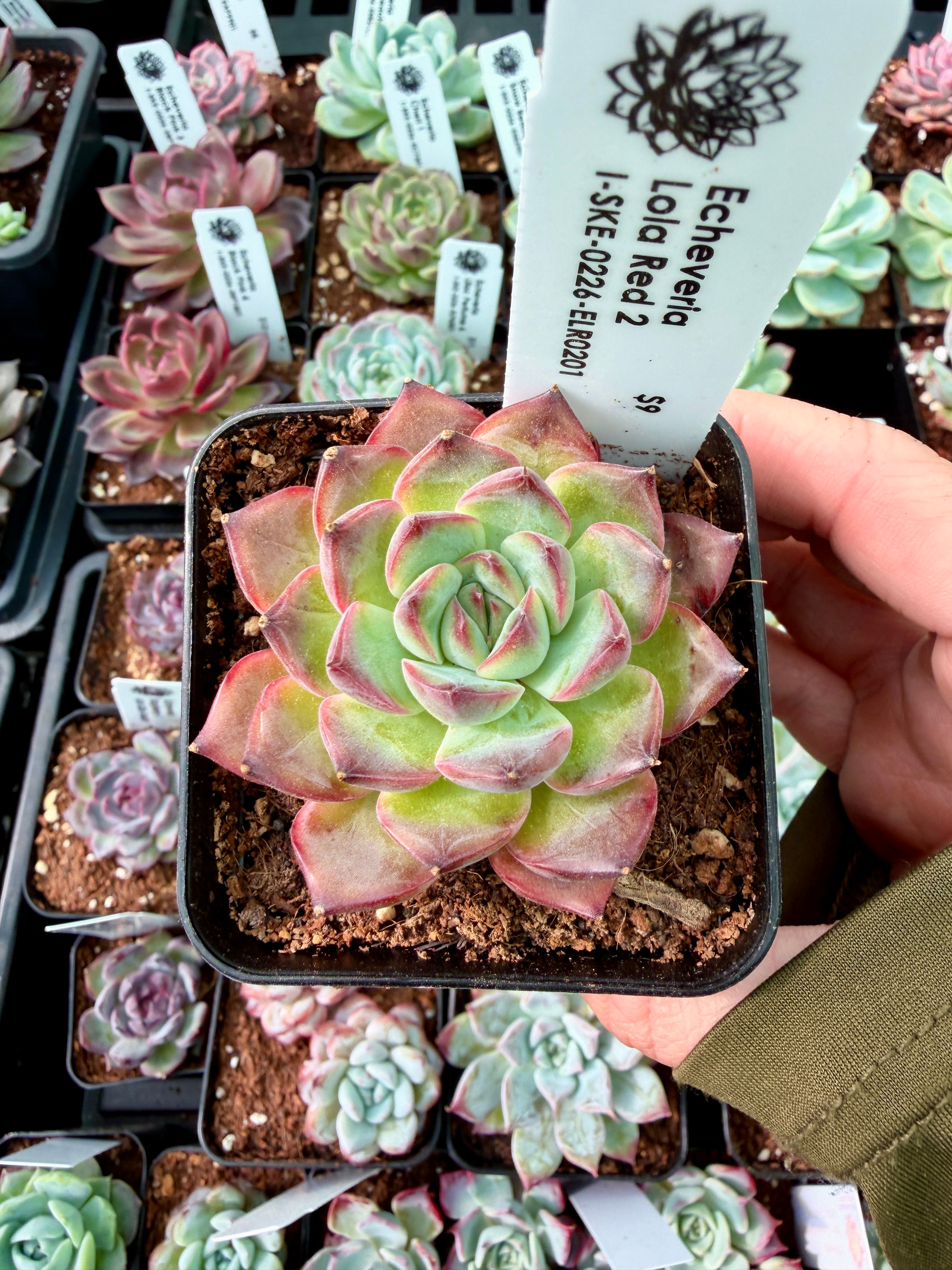 Echeveria Lola Red 2