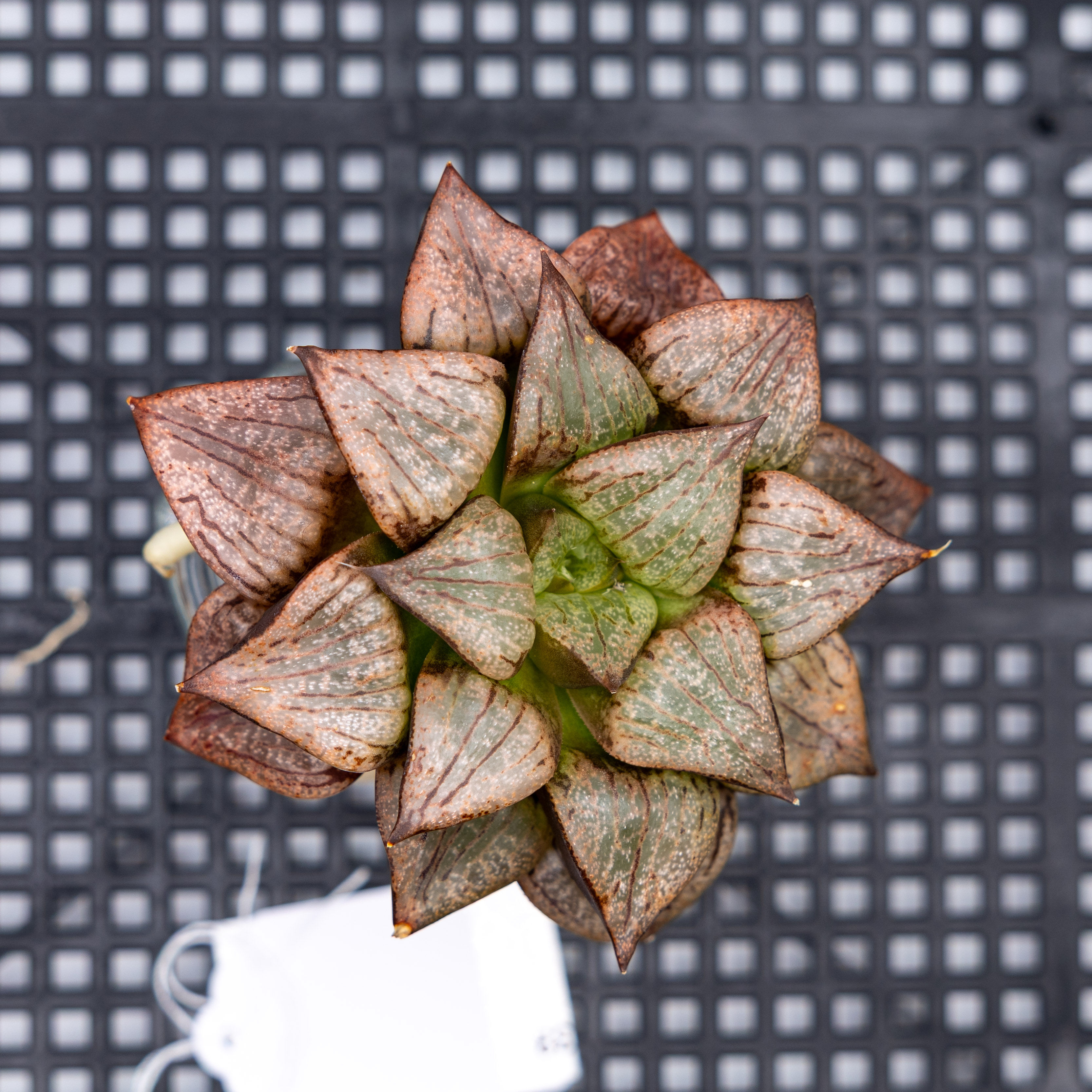 Haworthia Beauty 39