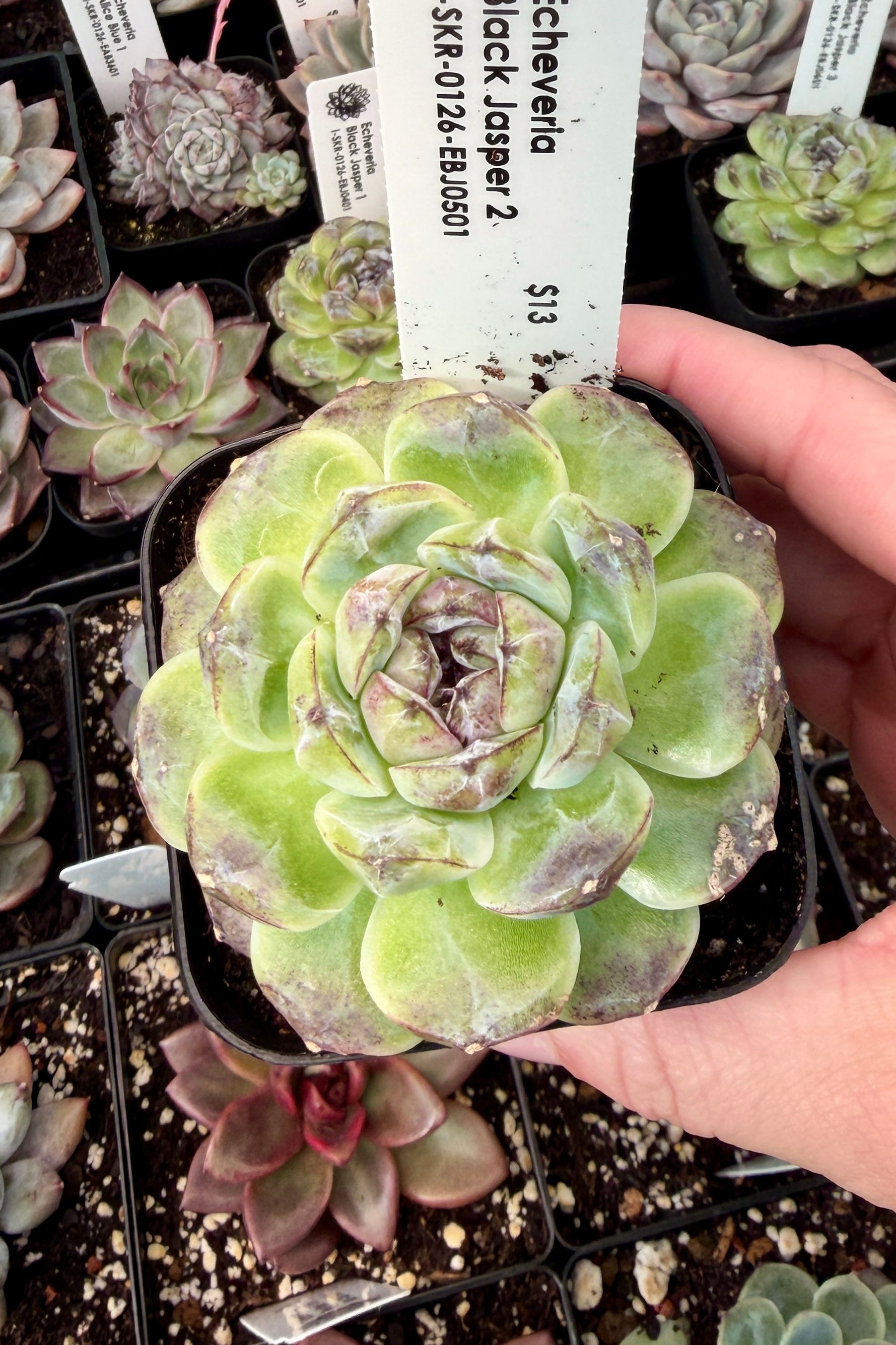 Echeveria Black Jasper