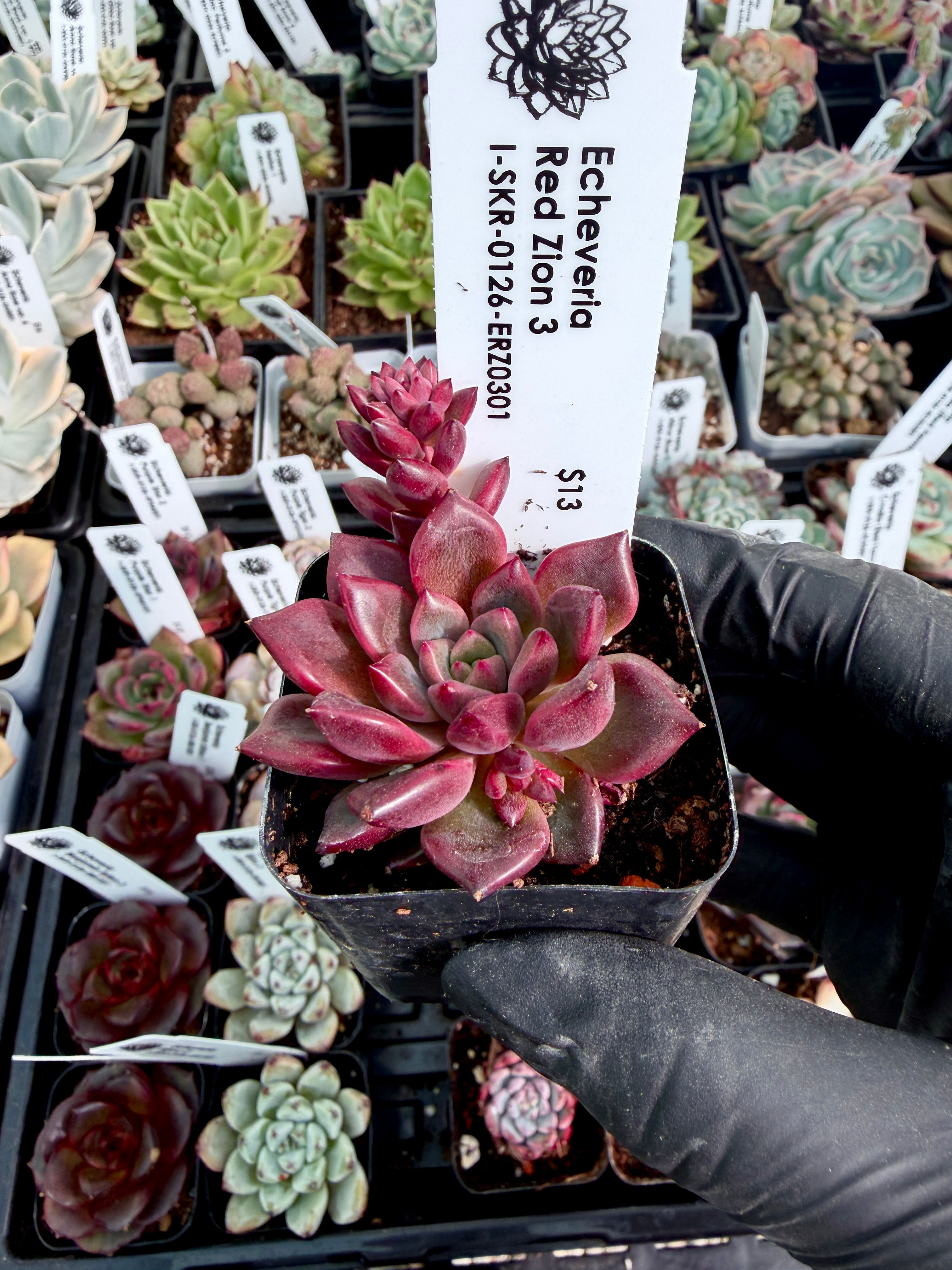 Echeveria Red Zion 3