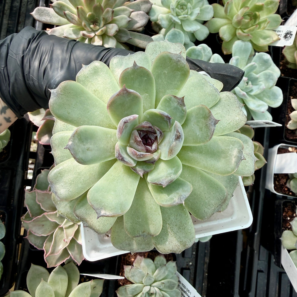 Thumbnail: Echeveria Purple Oranda 1 SP1
