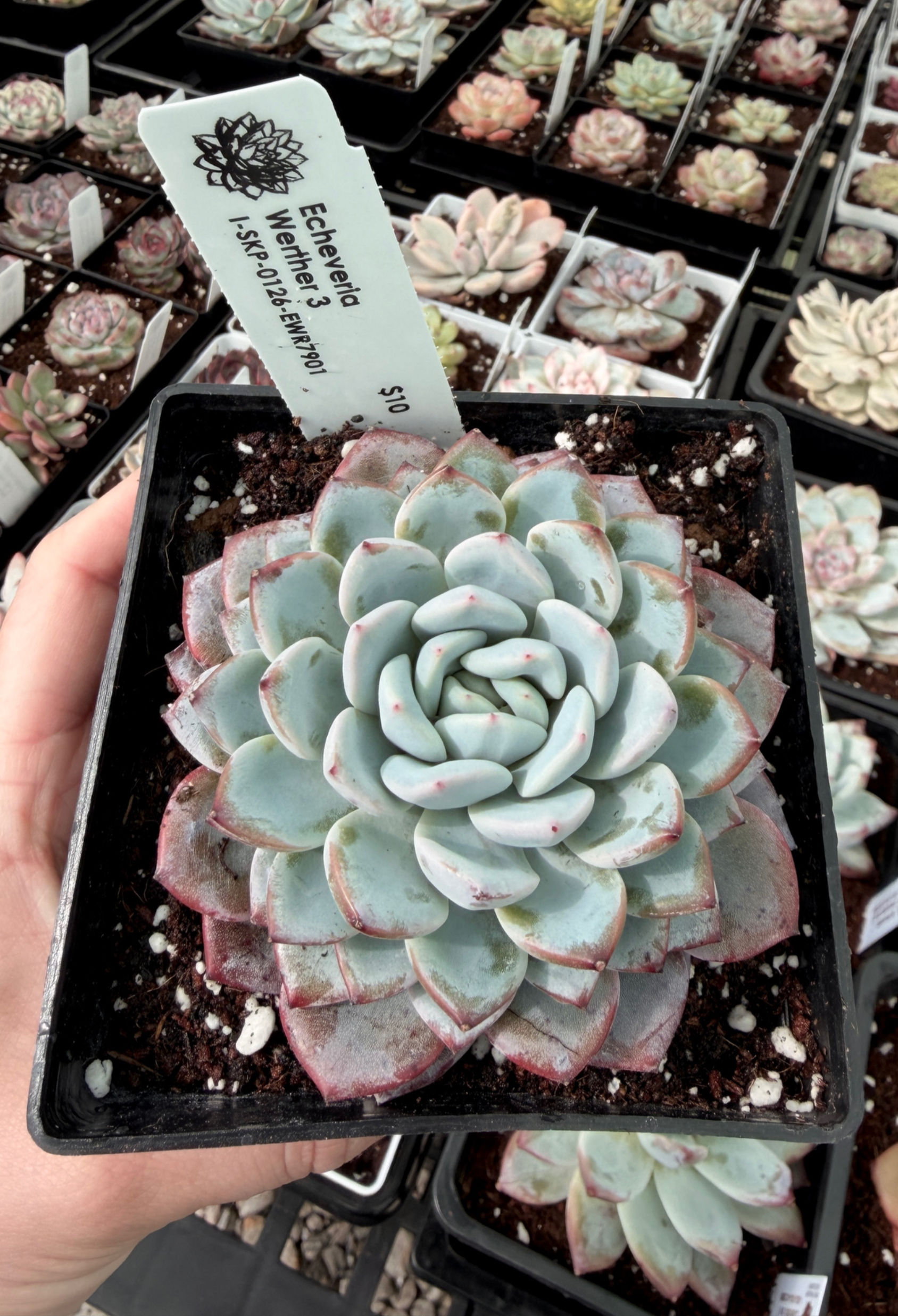 Echeveria Werther