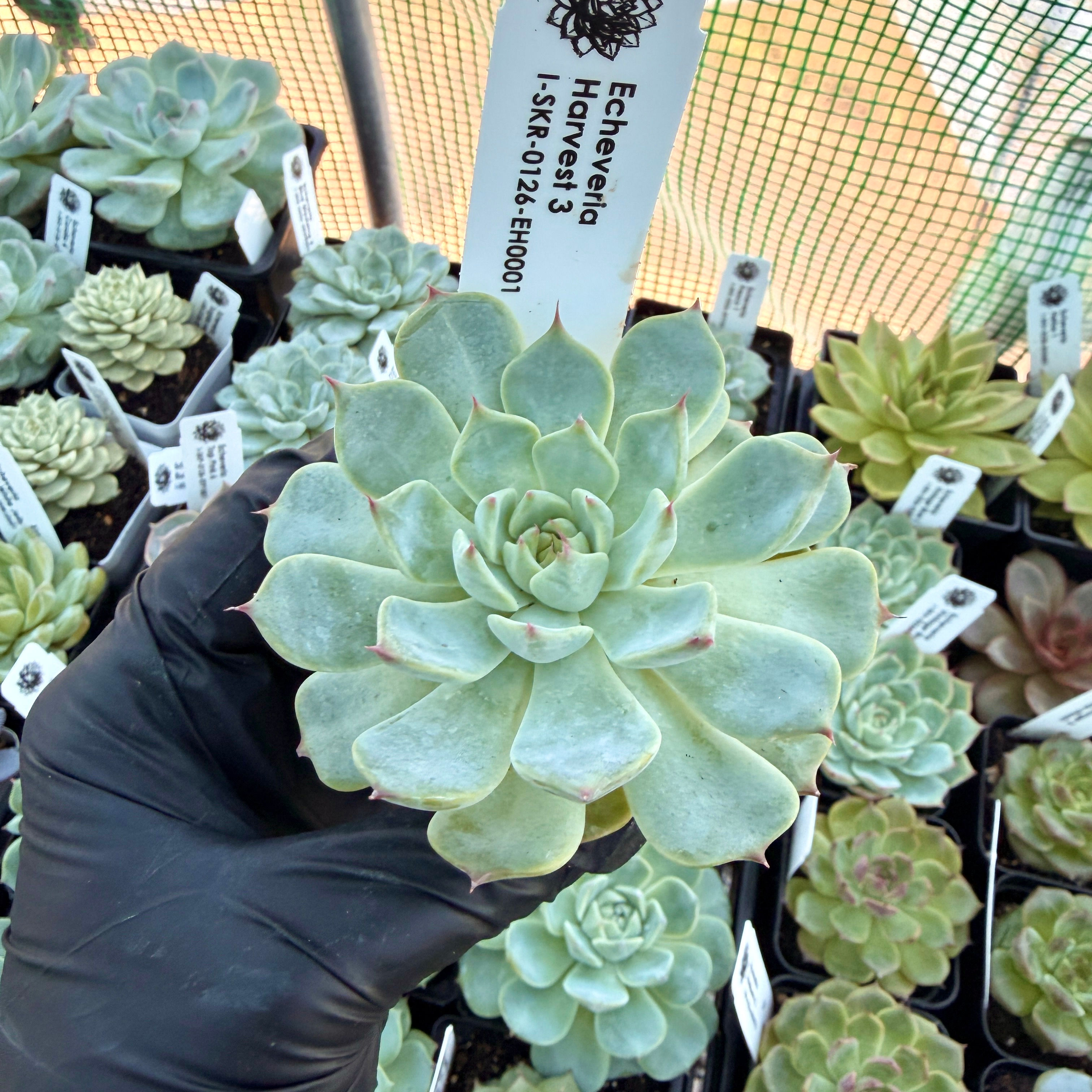 Echeveria Harvest 3