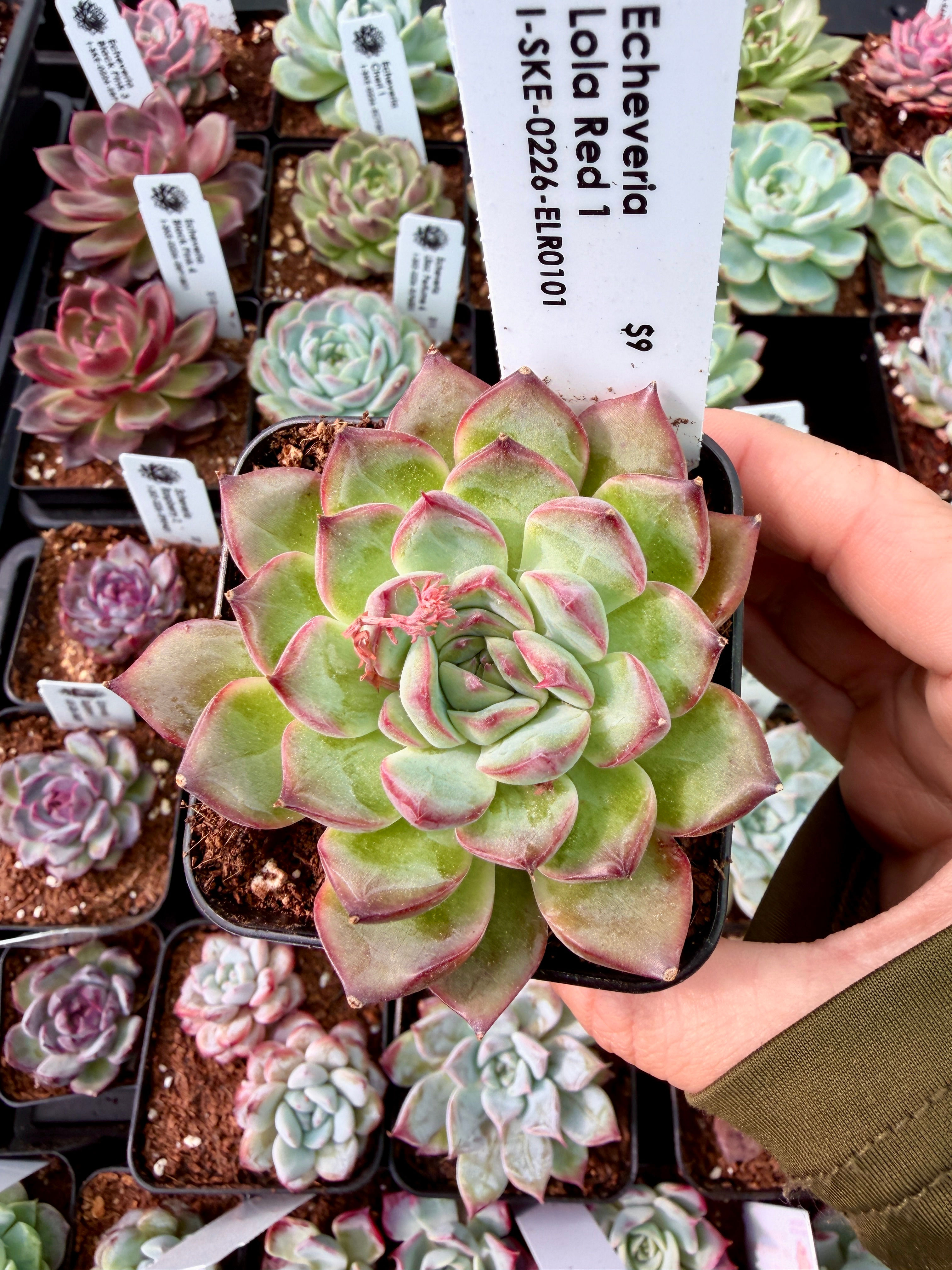 Echeveria Lola Red 1