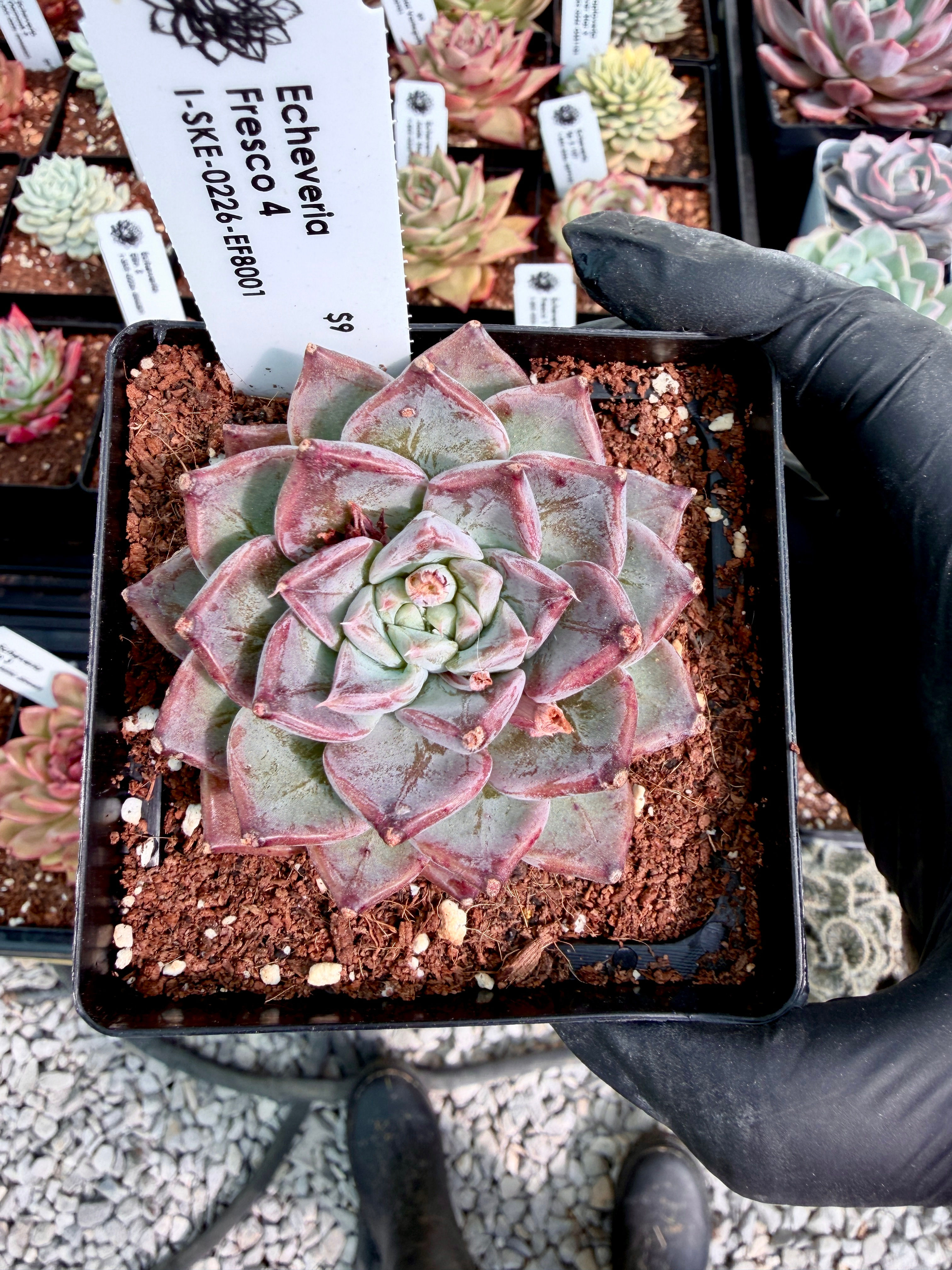 Echeveria Fresco 4