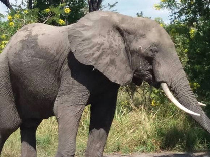 A Double-Edged Sword for Development: A Narrative of Wildlife Crop Damage