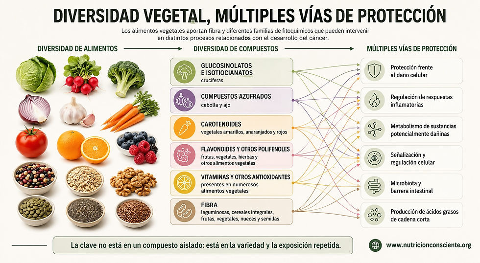Infografía sobre diversidad vegetal y prevención del cáncer. Muestra alimentos de origen vegetal, distintos grupos de compuestos como glucosinolatos, carotenoides, polifenoles, antioxidantes y fibra, y varias vías de protección relacionadas con el daño celular, la inflamación, el metabolismo de sustancias potencialmente dañinas, la señalización celular, la microbiota y la producción de ácidos grasos de cadena corta.