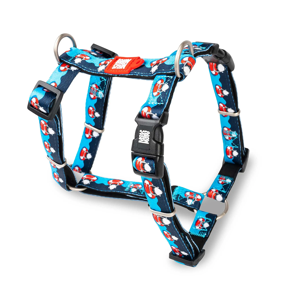 Max and Molly Frenzy the Shark Harness