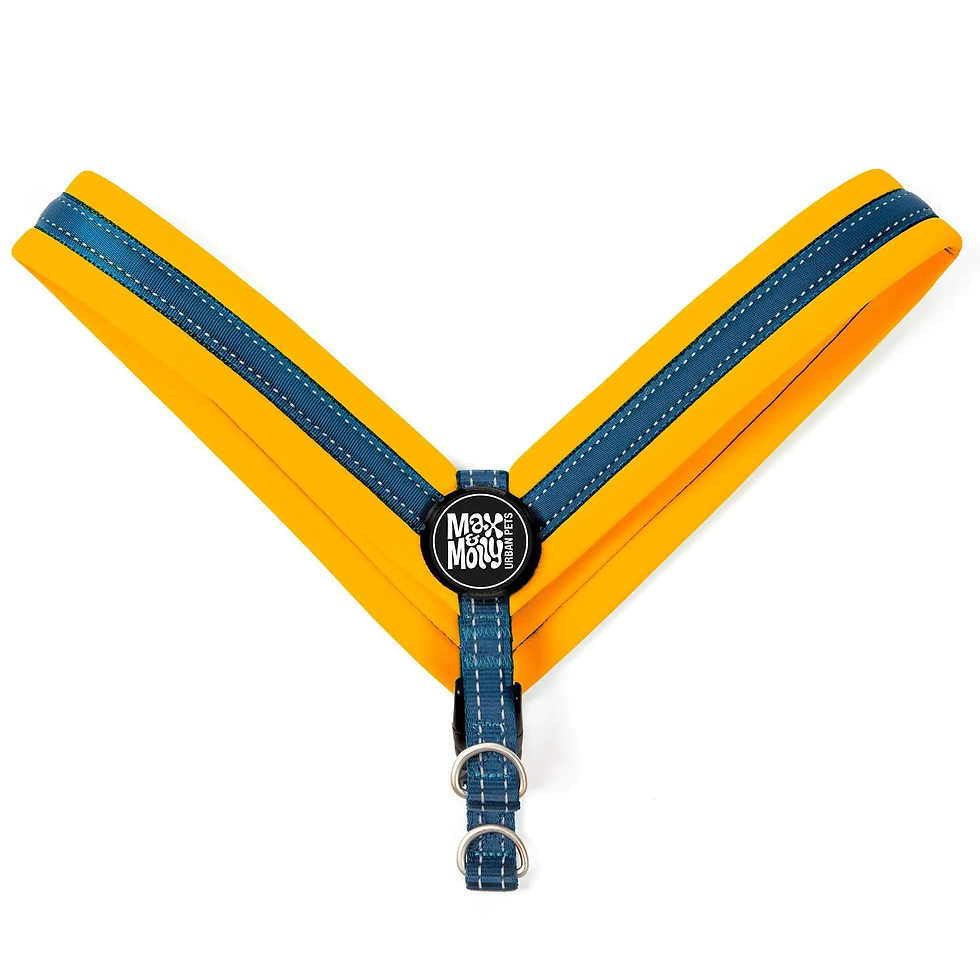 サムネイル： Max and Molly orange harness