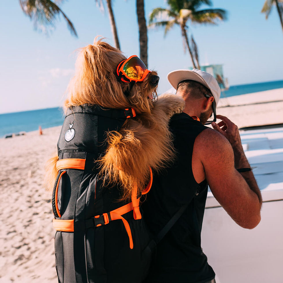 Thumbnail: Brodie One Big Dog Backpack