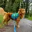 Thumbnail: ROCKY MOUNTAIN DOG MOUNTAINEER BACKPACK