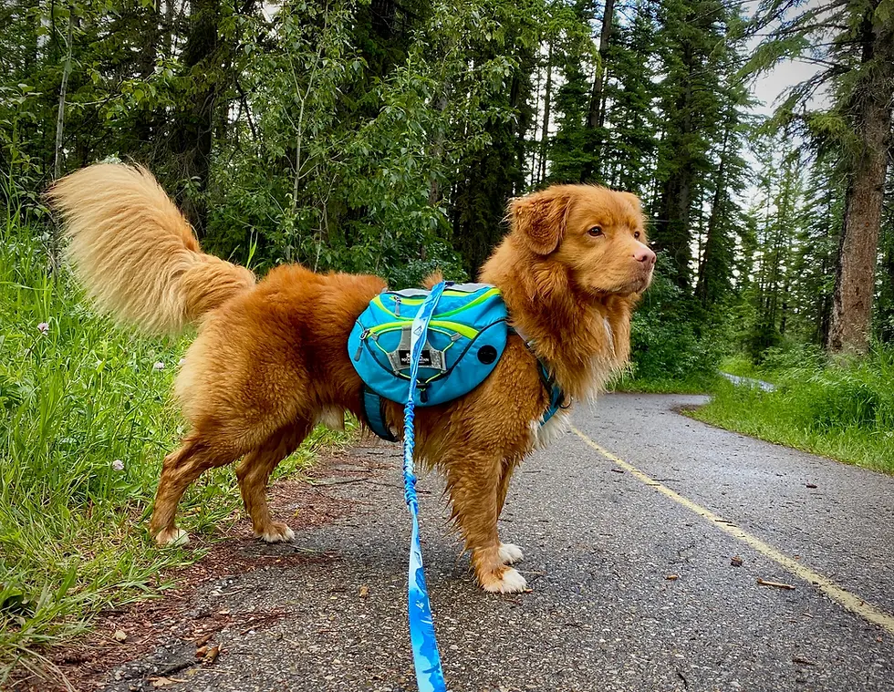 サムネイル： ROCKY MOUNTAIN DOG MOUNTAINEER BACKPACK