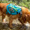 Thumbnail: ROCKY MOUNTAIN DOG MOUNTAINEER BACKPACK