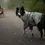 Miniatura: Howlidays Co. Dog's Midnight Forest Water Resistant Jacket