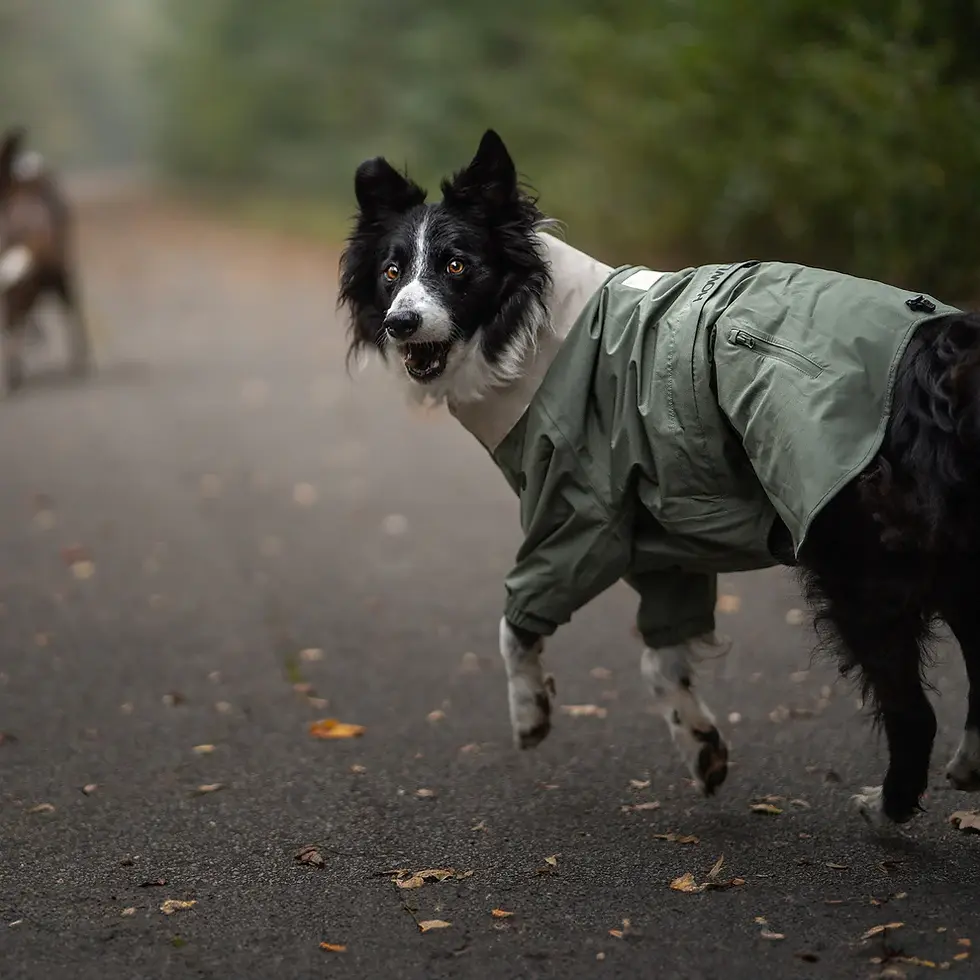 サムネイル： Howlidays Co. Dog's Midnight Forest Water Resistant Jacket