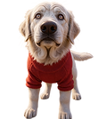 Image Asset_Wixel.png
