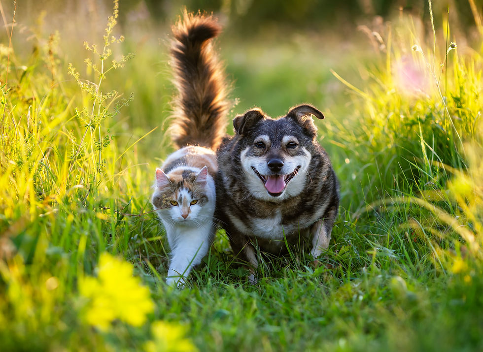 Two friends domestic cat and dog walking in sunny summer meadow on green grass.jpg