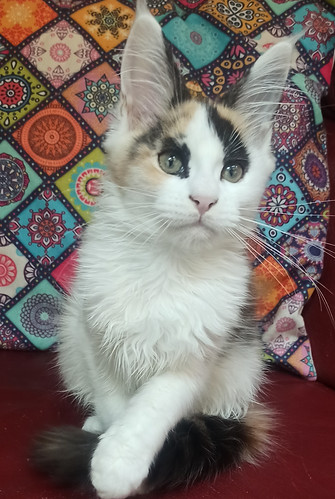 chatterie maine coon Marseille Bouches du rhone region PACA