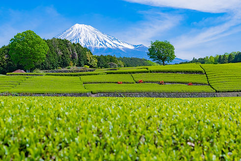 Tea-plantation-in-Oobuchi-sasaba,-Fuji-C
