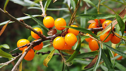 Sea-buckthorn-berries-on-a-branch.-11407