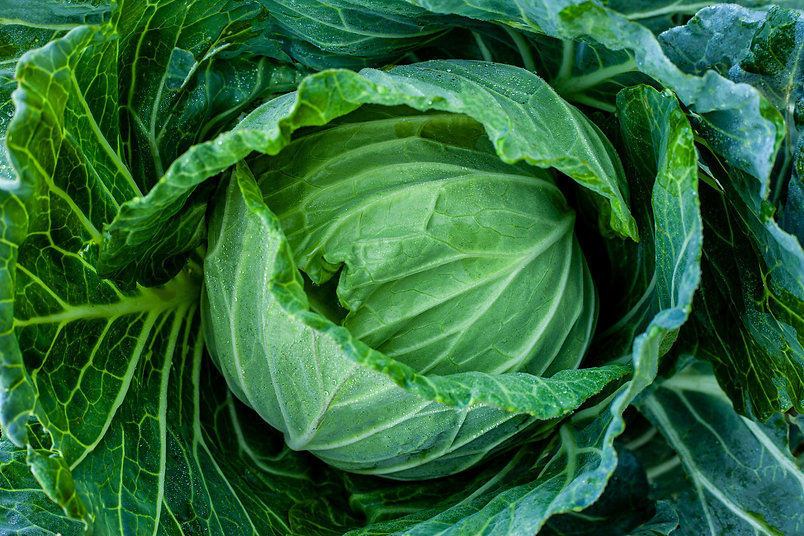 closeup-nature-view-of-Cabbage-in-garden