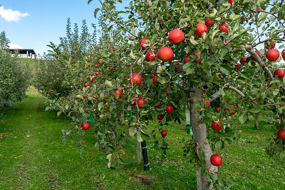 Sweet-fruit-apples-growing-on-trees-in-H