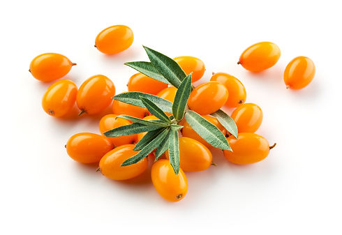 Sea-buckthorn-isolated-on-the-white.-614