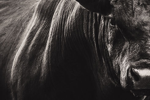 BlackCow