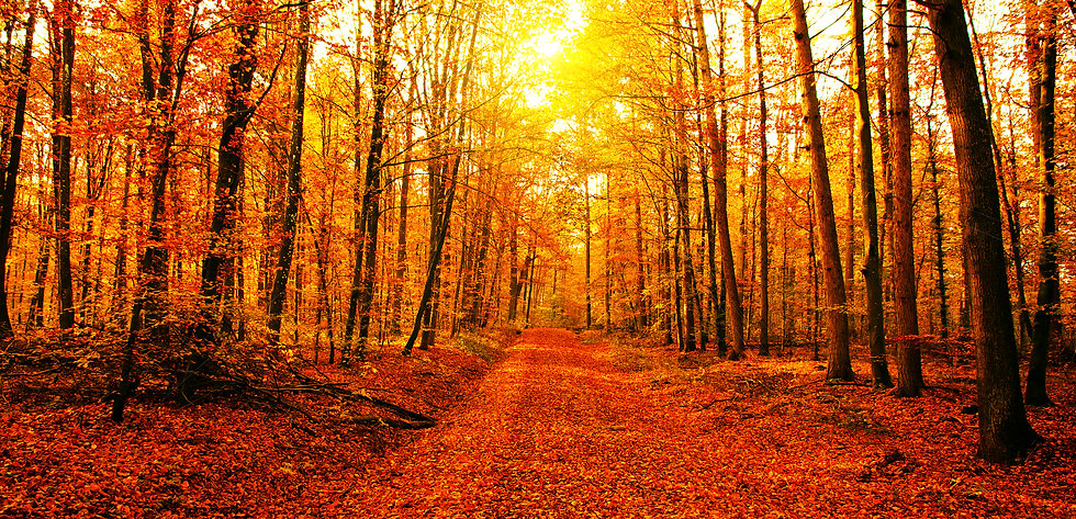 Sun-in-autumn-forest-583825182_3888x1878