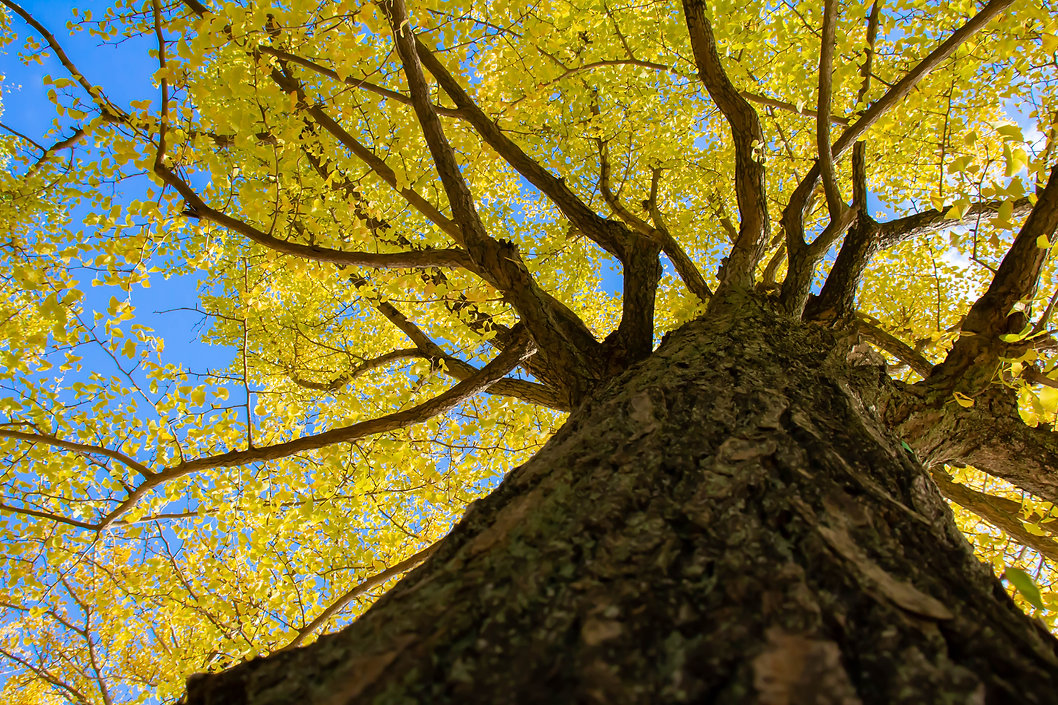 A-ginkgo-big-tree-whose-leaves-turned-ye