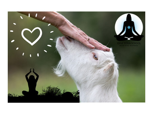 Goat Yoga for Halloween!