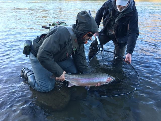 Skagit Steelhead