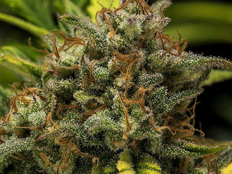 Relação do uso da MACONHA por pessoas com pré disposição a transtornos