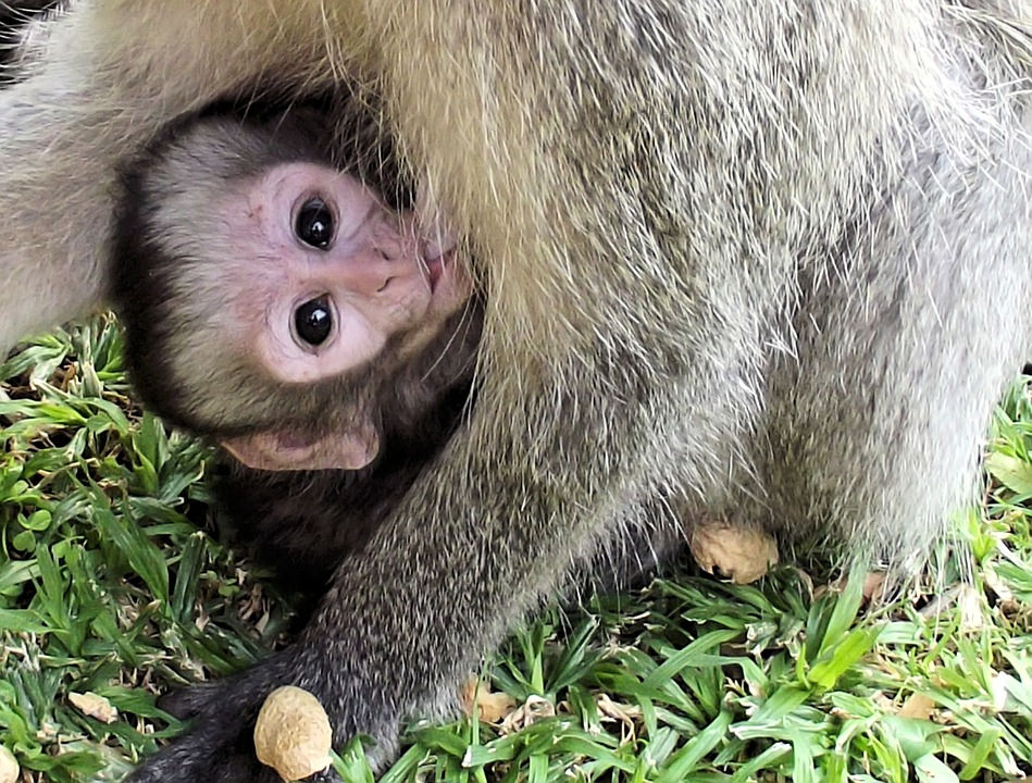 Wild Baby Animal Rescues (The Dodo) 🎥 😊