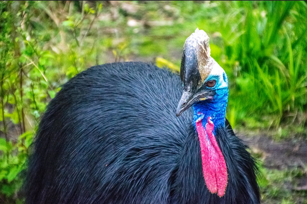 Southern Cassowary - Credit Flickr, Tony Shertila