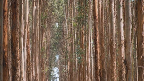 Good News for a Change: Plantation Changed Back Into Wetlands 🎥