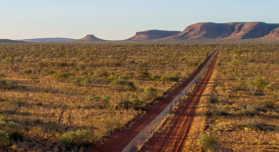 A critical strategy for reducing the impact of foxes and cats on native wildlife is the establishment of large feral predator-free areas, surrounded by conservation fences - Credit Australian Wildlife Conservancy