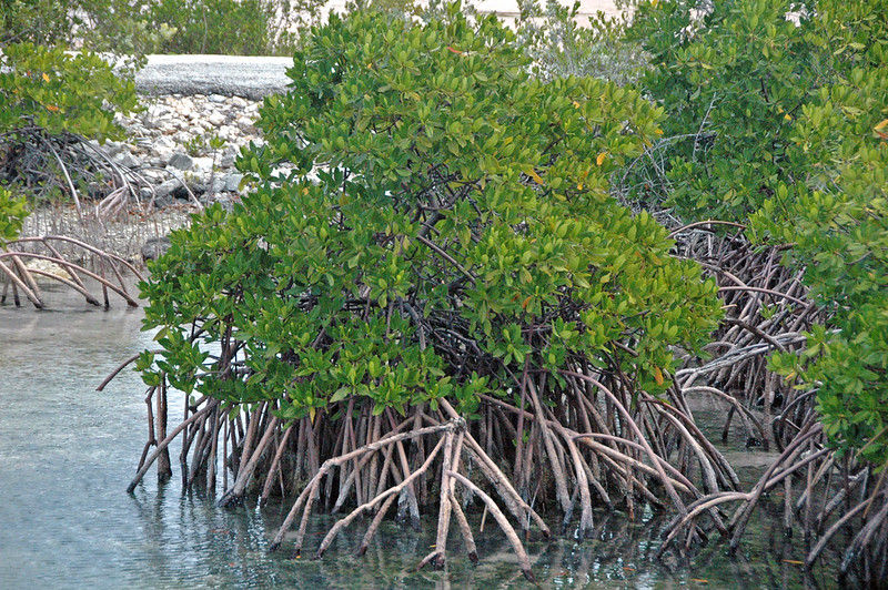 Rhizophora mangle (red mangrove) (San Salvador Island, Bahamas) - Credit Flickr, James St. John (https://www.flickr.com/photos/jsjgeology/)