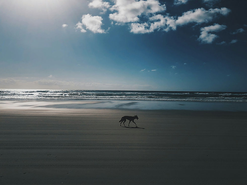 Dingo on Fraser Island (K’gari) beach - Credit Unsplash, Kaique Damato
