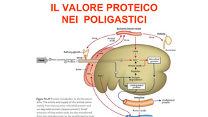 Urea nel latte, meglio alta o meglio bassa? Meglio corretta!