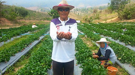 แปลงสตรอเบอรรี่โครงการสร้างป่าฯ
