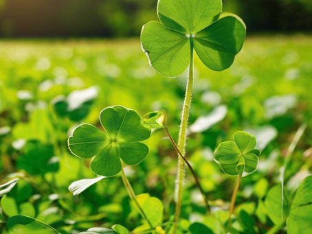 Top Deer Food Plots for Spring Planting | Promise Land Whitetail Habitats