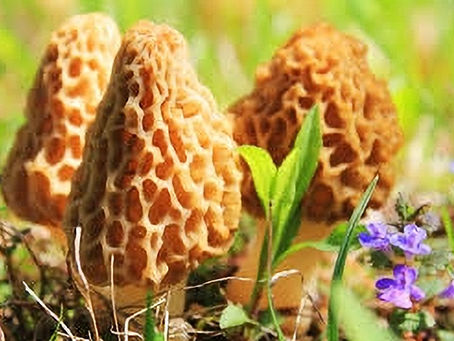 Morels